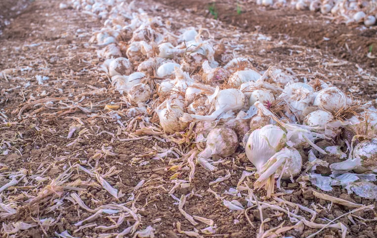 Lines of unearthed onions for dehydrated food industry